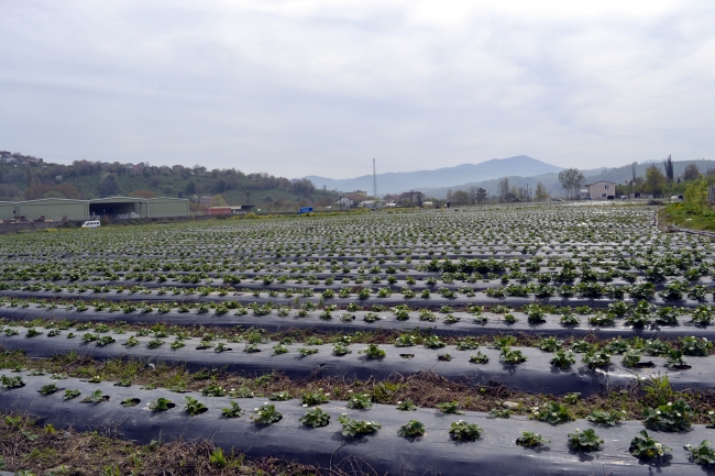 Islah edilen çöplük üretime ve istihdama katkı sağlıyor